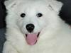 Samojedhund zitta