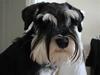 Dvaergschnauzer Chilli