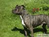 Amerikansk staffordshire terrier TILLE ***RIP***