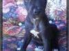 Amerikansk staffordshire terrier - nála