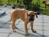 Boerboel -Rathmann- Gustav.