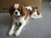 Cavalier king charles spaniel Cirkeline (Himmelhund d. 22. november 2016)