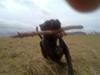 Staffordshire bull terrier Tyson