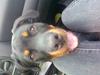 Rottweiler Bailey