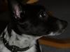 Blanding af racer Lucky [Tidl. hund]