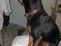 Dvaergpinscher Trofast