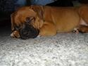 Blanding af racer Cujo R.I.P