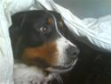 Berner sennenhund vores dina død r.i.p.