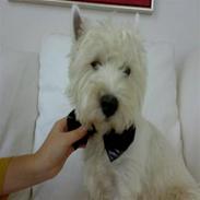 West highland white terrier Felix