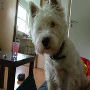 West highland white terrier Felix