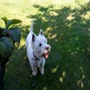 West highland white terrier Felix