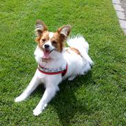 Papillon Axa's Pusle