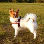 Papillon Axa's Pusle