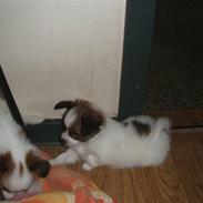 Papillon Axa's Pusle