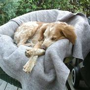 Breton Ozmillion's Aya