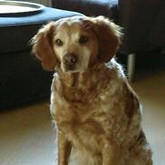 Breton Ozmillion's Aya