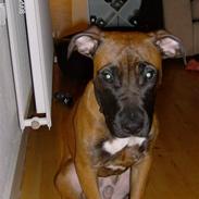 Amerikansk staffordshire terrier Chuk