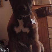 Amerikansk staffordshire terrier Chuk