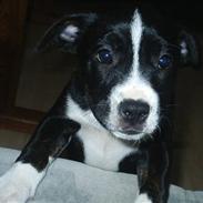 Blanding af racer Tila