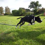 Blanding af racer Tila