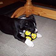 Blanding af racer Tila