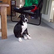 Blanding af racer Tila