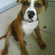 Amerikansk staffordshire terrier T-bone