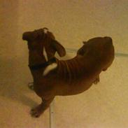 Amerikansk staffordshire terrier T-bone
