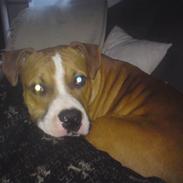 Amerikansk staffordshire terrier T-bone