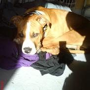 Amerikansk staffordshire terrier T-bone