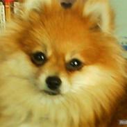 Pomeranian Bebsi:D