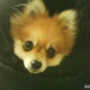 Pomeranian Bebsi:D