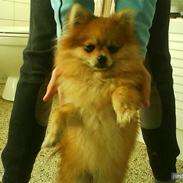 Pomeranian Bebsi:D