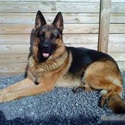 Schæferhund haweto uzon (rico)