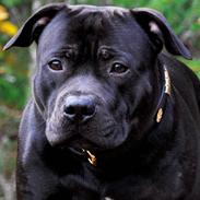 Staffordshire bull terrier Eddie