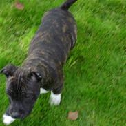 Staffordshire bull terrier Kingo