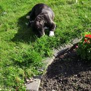 Staffordshire bull terrier Kingo