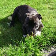 Staffordshire bull terrier Kingo