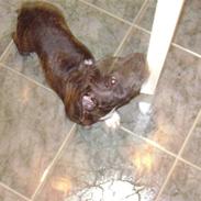 Staffordshire bull terrier Kingo