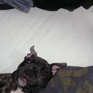 Staffordshire bull terrier Kingo