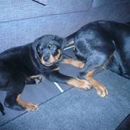 Rottweiler Keisu