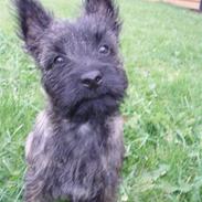 Cairn terrier Maggie