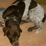 Blanding af racer Vaggo