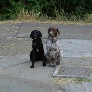 Blanding af racer Vaggo