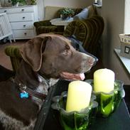 Blanding af racer Vaggo