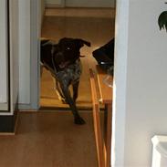 Blanding af racer Vaggo