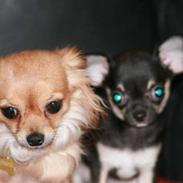 Chihuahua Tweety