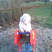 Coton de tulear Herkules (Walter)