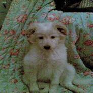 Blanding af racer Bianca