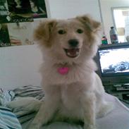 Blanding af racer Bianca